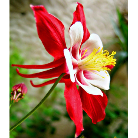 Аквилегия Crimson Star Аквилегия Crimson Star