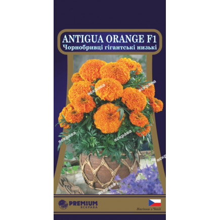 Чорнобривці низькорослі Antigua Orange F1 (гігантські) 5 насінин