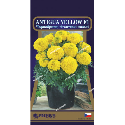 Чорнобривці низькорослі Antigua Yellow F1 (гігантські) 5 насінин