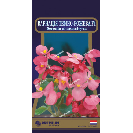 Бегонія вічноквітуча Варіація тeмно-рожева F1 (10 насіння в оболонці)