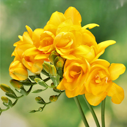 Фрезия махровая (полная) Yellow