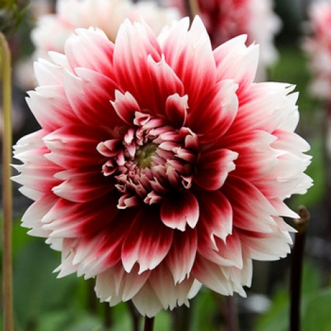 Георгина Фимбриата Red and White Fubuki