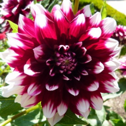 Георгина высокорослая Duet