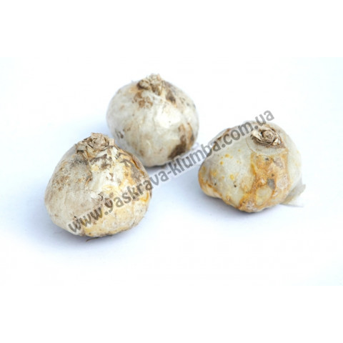 Гиацинт махровый Chestnut Flower Гиацинт махровый Chestnut Flower