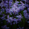 Гиацинт многоцветковый Blue Festival