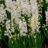 Гіацинт багатоквітковий White Festival