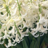 Гиацинт многоцветковый White Festival