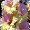 Гладиолус Крупноцветковый Mon Amour