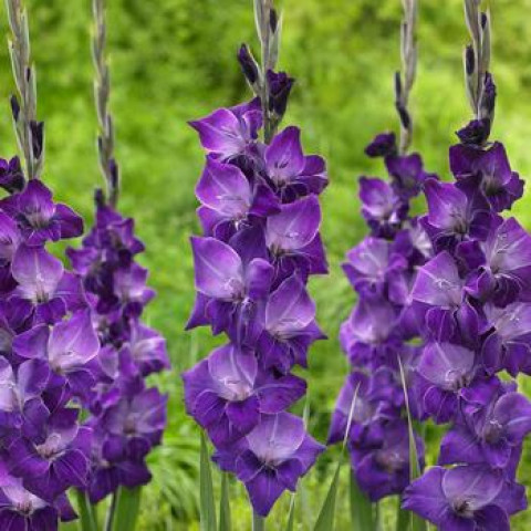 Гладиолус Крупноцветковый Violetta