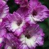 Гладиолус Крупноцветковый Anouk