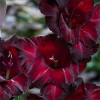 Гладиолус Крупноцветковый Black Jack