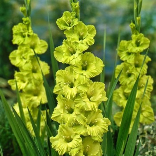 gladiolus-krupnotsvetkovyi-green-star-14-500x500.jpg
