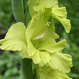 Гладиолус Крупноцветковый Green Star (maxi упаковка)