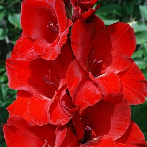 Гладиолус Крупноцветковый Osсar