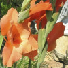 Гладиолус Крупноцветковый Peter Pears