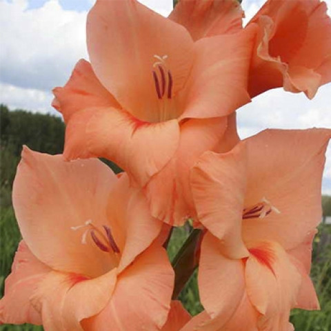 Гладиолус Крупноцветковый Peter Pears