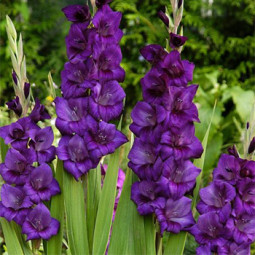 Гладіолус Великоквітковий Purple Flora (premium)