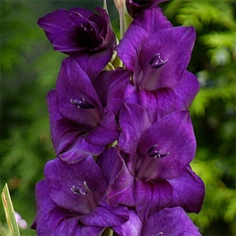 Гладиолус Крупноцветковый Purple Flora (premium)