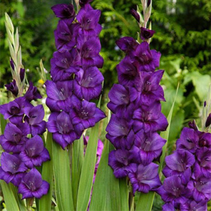 Гладіолус Великоквітковий Purple Flora