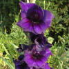 Гладиолус Крупноцветковый Purple Flora