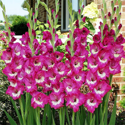 Гладиолус Крупноцветковый Rhapsody in Blue