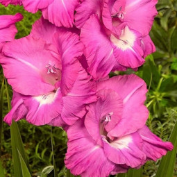 Гладиолус Крупноцветковый Rhapsody in Blue