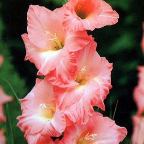 Гладиолус Крупноцветковый Rose Supreme (premium)