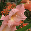 Гладиолус Крупноцветковый Rose Supreme (premium)