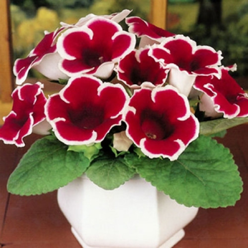 Глоксиния Kaiser Friedrich - купить с доставкой по Украине, цена в ...