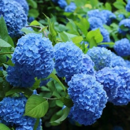 Гортензія Nikko Blue контейнер 0.5 л Гортензія Nikko Blue контейнер 0.5 л