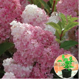 Гортензия Vanille Fraise (контейнер 3 л)