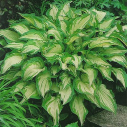 Хоста Undulata Mediovariegata (контейнер 0.5 л) Хоста Undulata Mediovariegata (контейнер 0.5 л)