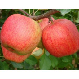 Яблуня Чемпіон