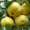 Яблуня Донешта