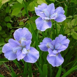 Ірис Sibirica (Сибірський) Soft Blue