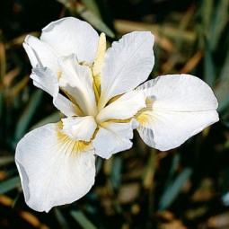 Ірис Sibirica (Сибірський) White Swirl