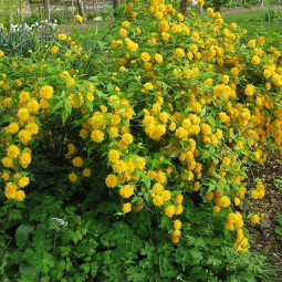 Керрия японская Pleniflora