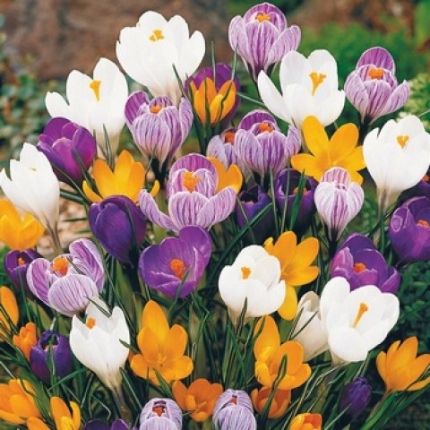 Луковицы крокуса - купить с доставкой по Украине, цена в Интернет ...