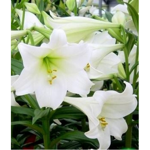 Лилия LO гибрид White Heaven Лилия LO гибрид White Heaven