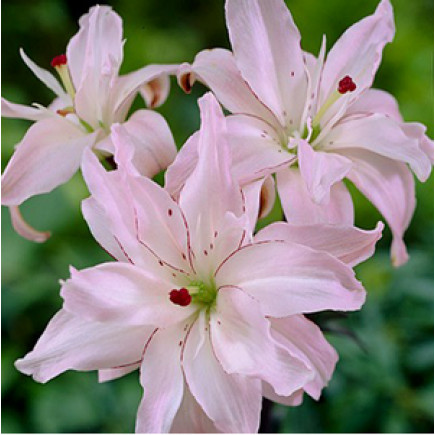 Лилия ориентальная махровая Spring Pink