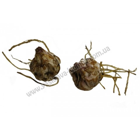 Лилия ориентальная тигровая Coral Queen Лилия ориентальная тигровая Coral Queen