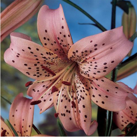 Лілія звисаюча Pink Giant Лілія звисаюча Pink Giant
