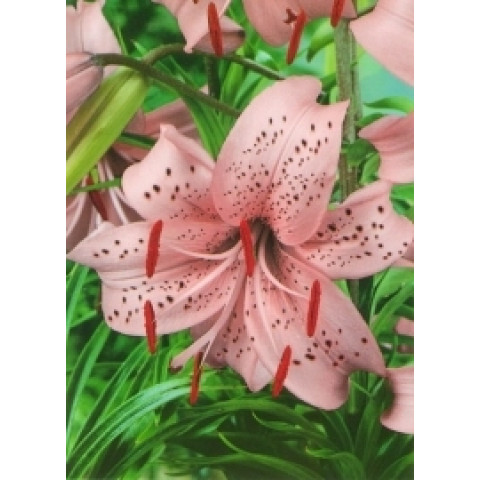 Лілія звисаюча Pink Giant Лілія звисаюча Pink Giant