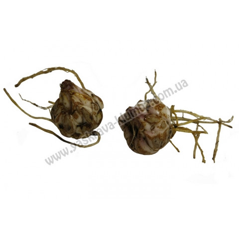 Лилия свисающая Speciosum Rubrum Лилия свисающая Speciosum Rubrum