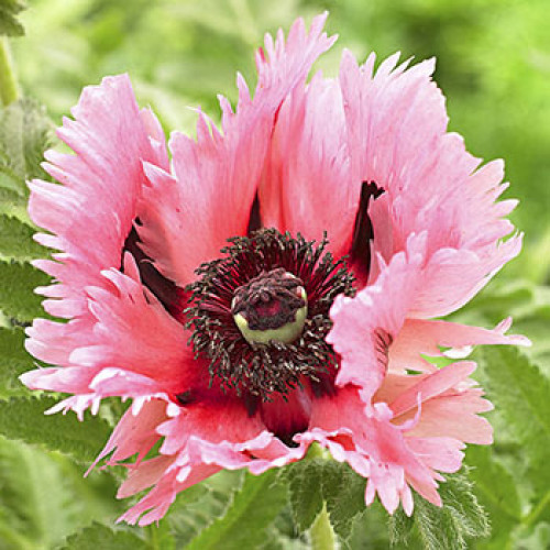 Восточный мак цветок многолетний фото и описание