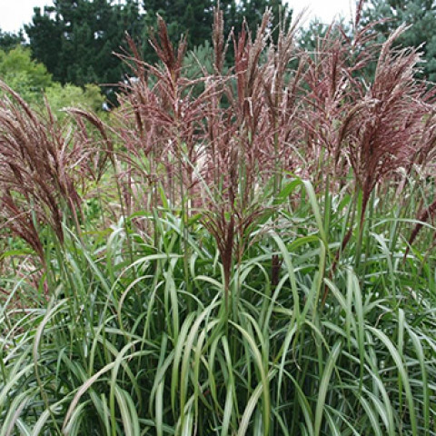 Мискантус Maleparthus (Малепартус) (контейнер 0.5 л) Мискантус Maleparthus (Малепартус) (контейнер 0.5 л)