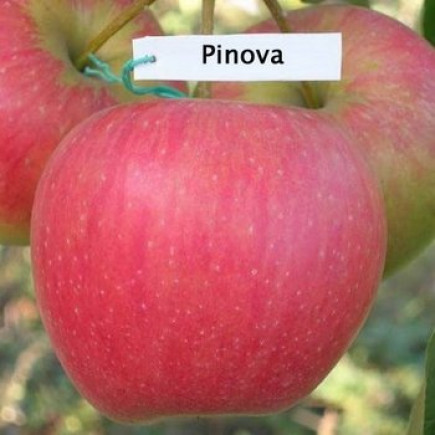 Яблуня Пінова