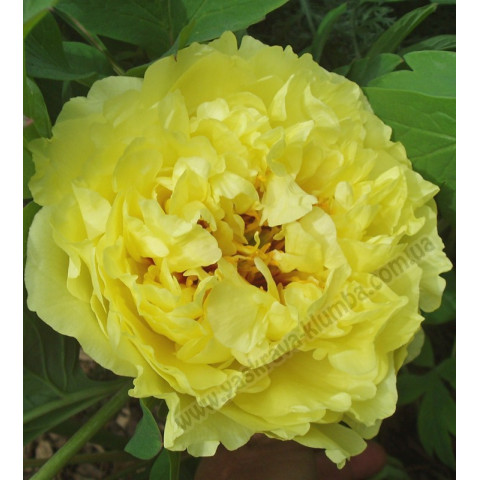 Пион ИТО Yellow Crown Пион ИТО Yellow Crown