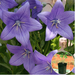 Платикодон Grandiflorus Fuji Blue (контейнер 1 л)