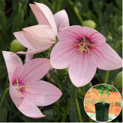 Платикодон Grandiflorus Fuji Pink (контейнер 1 л)